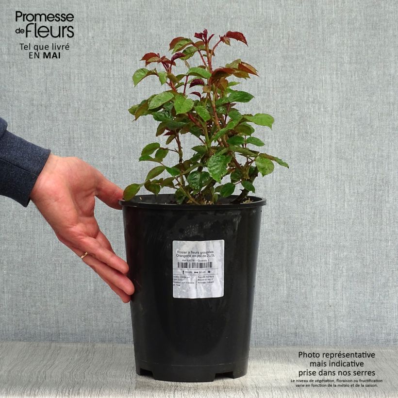 Rosa x floribunda Orangerie 2L/3L pot sample as delivered in spring
