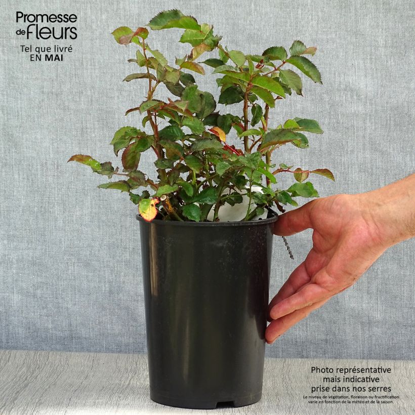 Rosa Oranges and Lemons - Floribunda Rose 2L/3L pot sample as delivered in spring