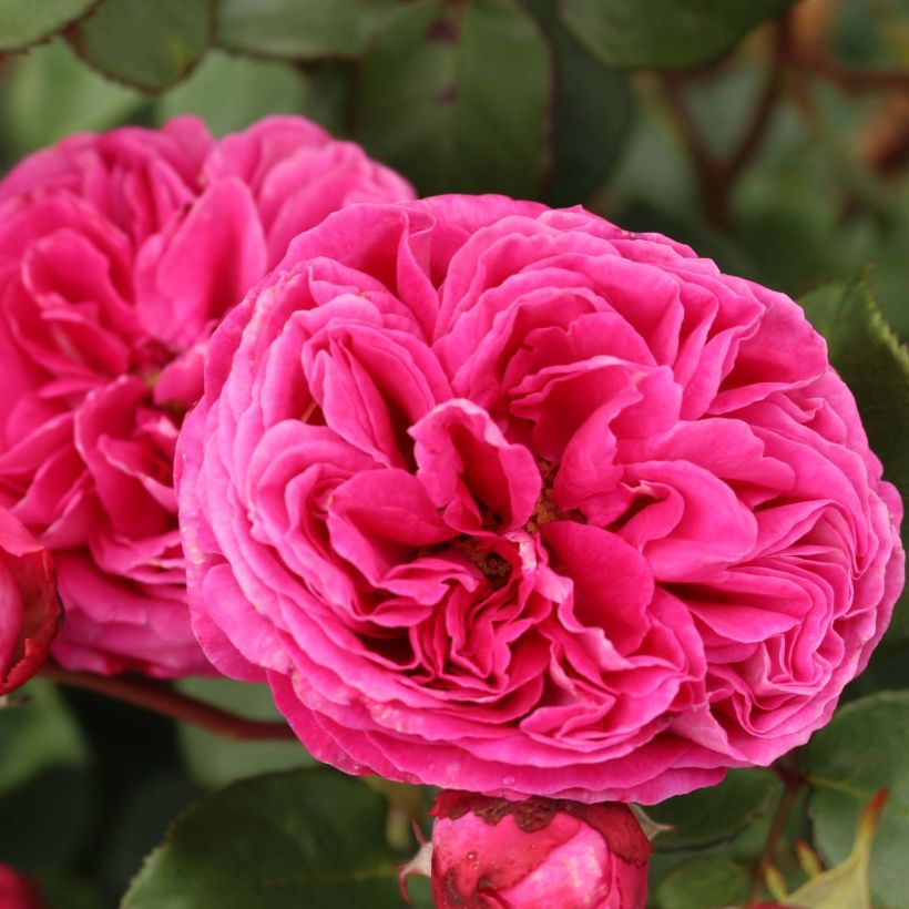 Rosa x floribunda - Parfuma -  'Baronne Caroline' - Shrub Rose  (Flowering)