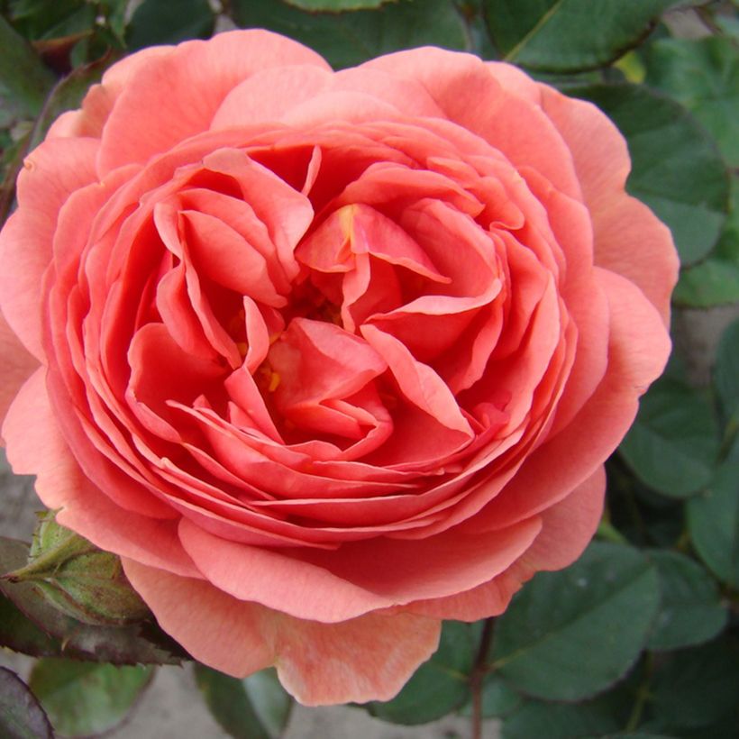 Rosa x floribunda Park Abbey Rose - Floribunda Rose (Flowering)