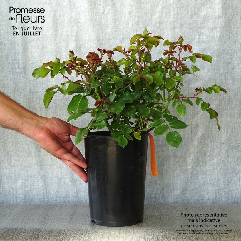 Rosa x floribunda Red Leonardo da Vinci Meiangele 4L/5L pot sample as delivered in summer