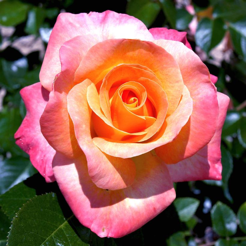 Rosa x floribunda Rochemenier Village - Floribunda Rose (Flowering)
