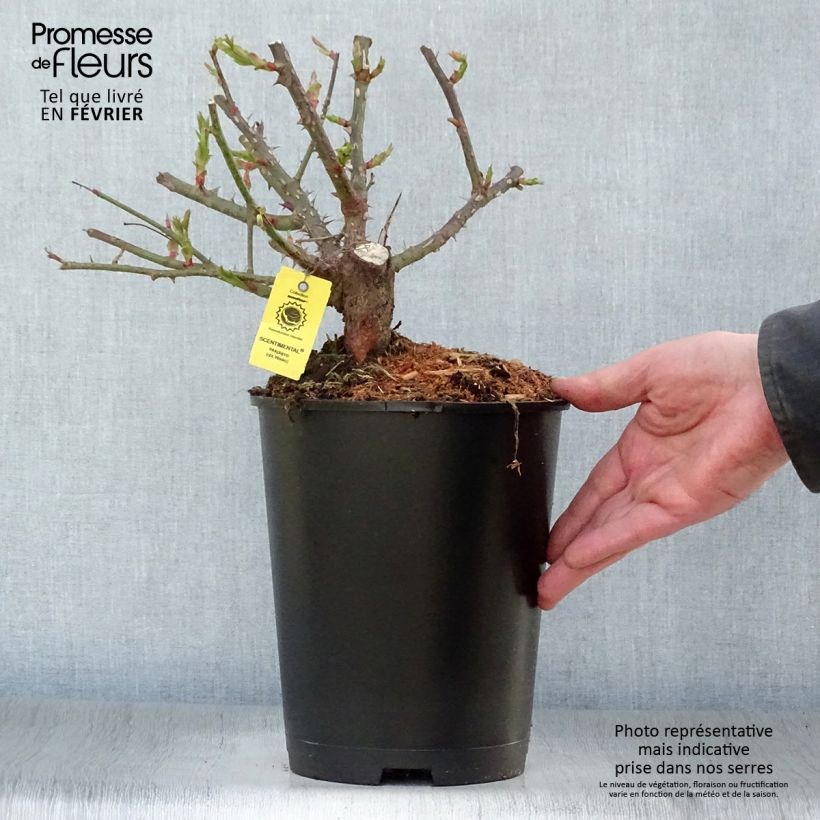 Rosa x floribunda Scentimental - Floribunda Rose 4L/5L pot sample as delivered in winter