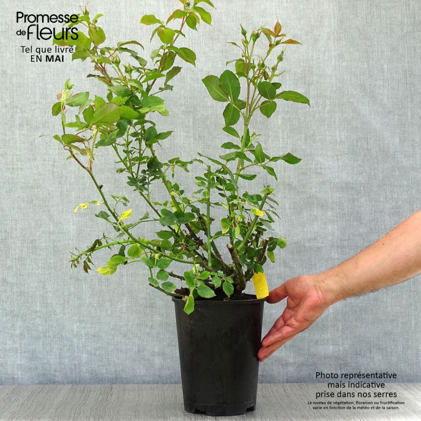 Rosa x floribunda Scentimental - Floribunda Rose 4L/5L pot sample as delivered in spring