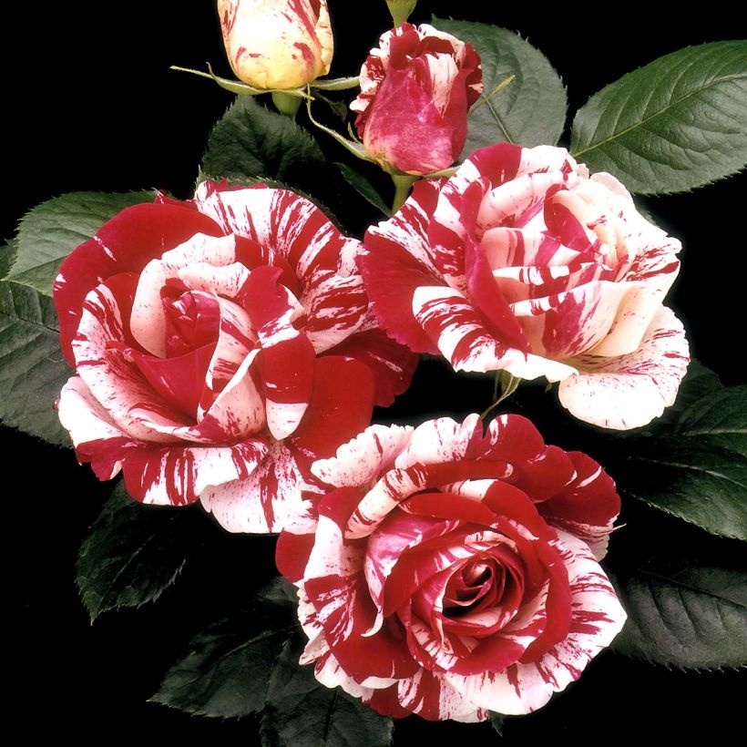Rosa x floribunda Scentimental - Floribunda Rose (Flowering)