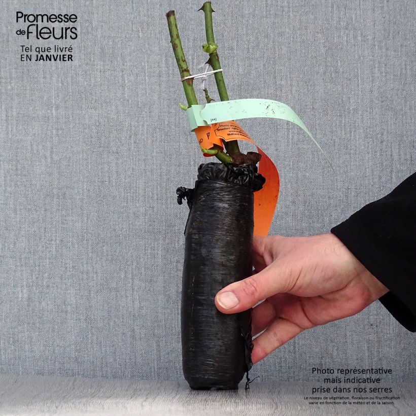 Rosa Schöne Koblenzerin - Floribunda Rose Wrapped bare root sample as delivered in winter
