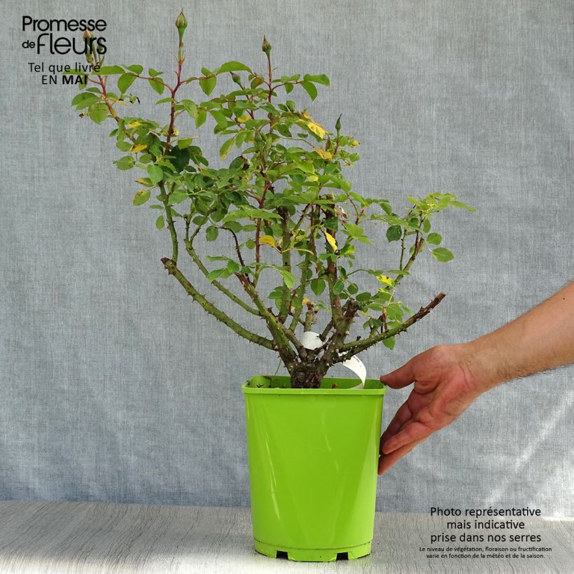 Rosa Sylvie Vartan - Floribunda Rose 4L/5L pot sample as delivered in spring