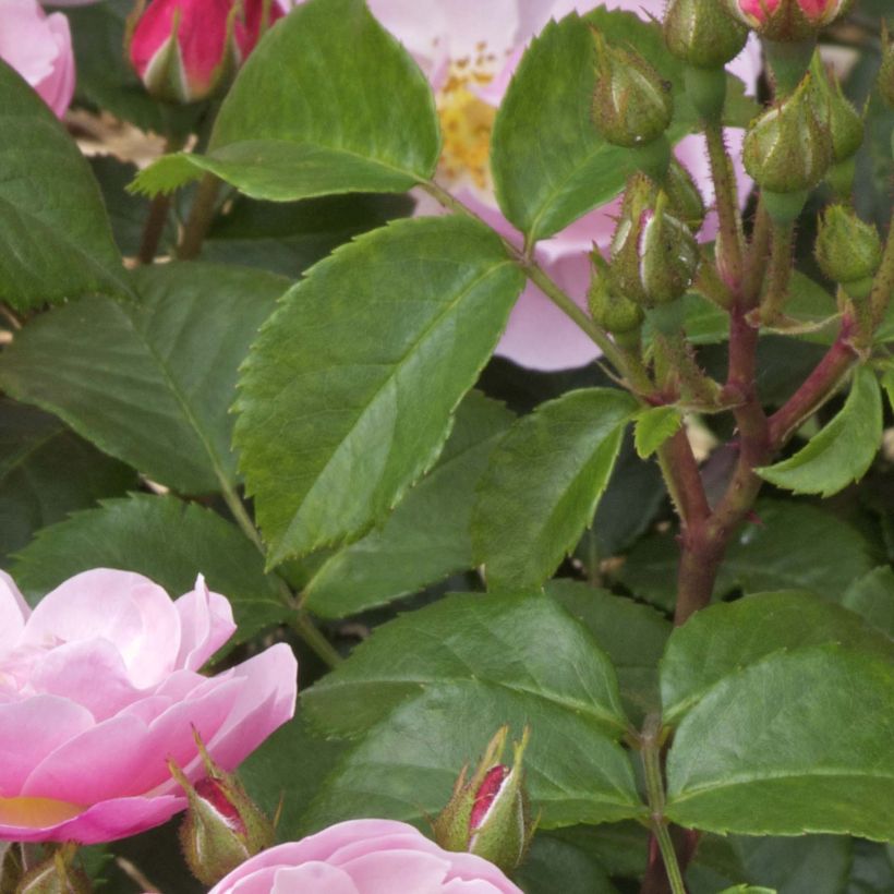 Rosa Utopia - Polyantha Rose (Foliage)
