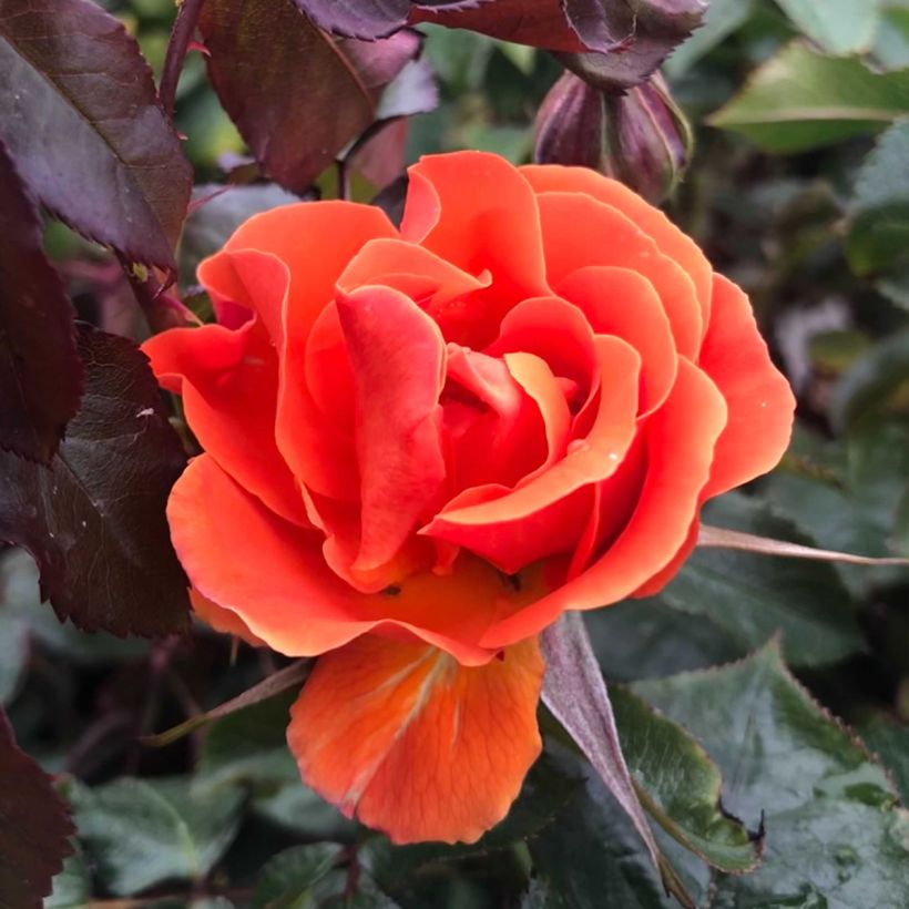 Rosa x floribunda 'François Mauriac' - Shrub Rose (Flowering)