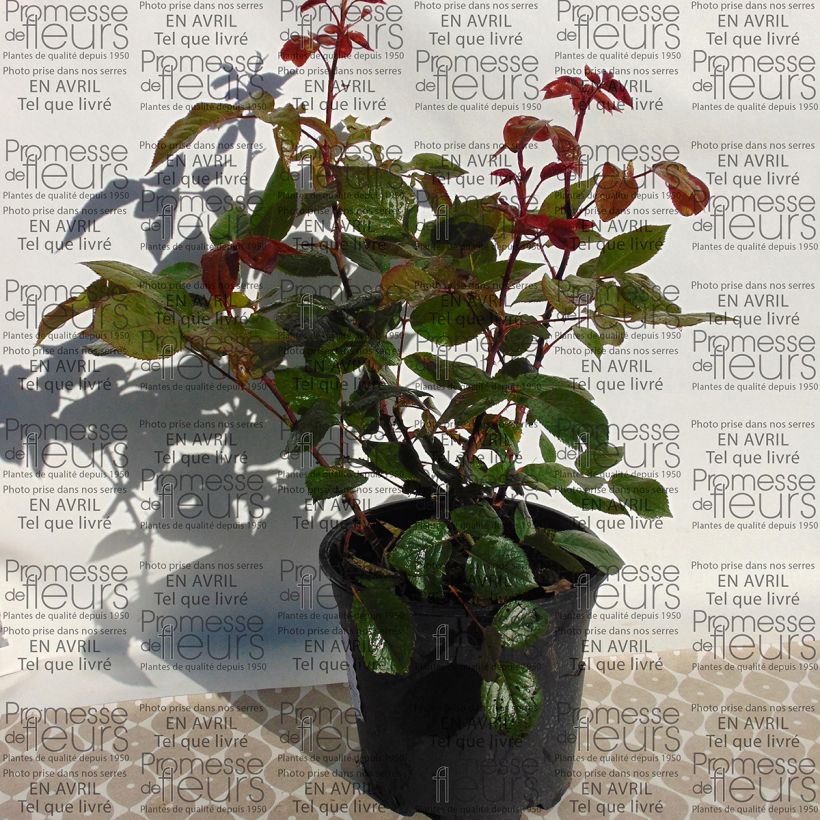 Example of Rosa Wedding Bells 4L/5L pot specimen as delivered