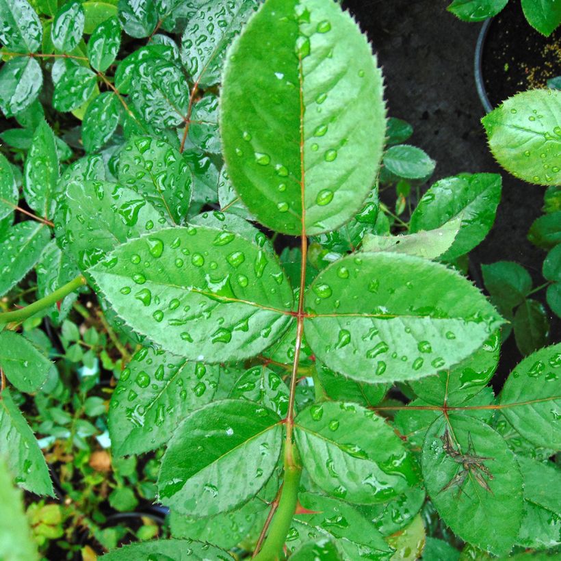 Rosa Abbaye de Cluny - Modern Shrub Rose (Foliage)