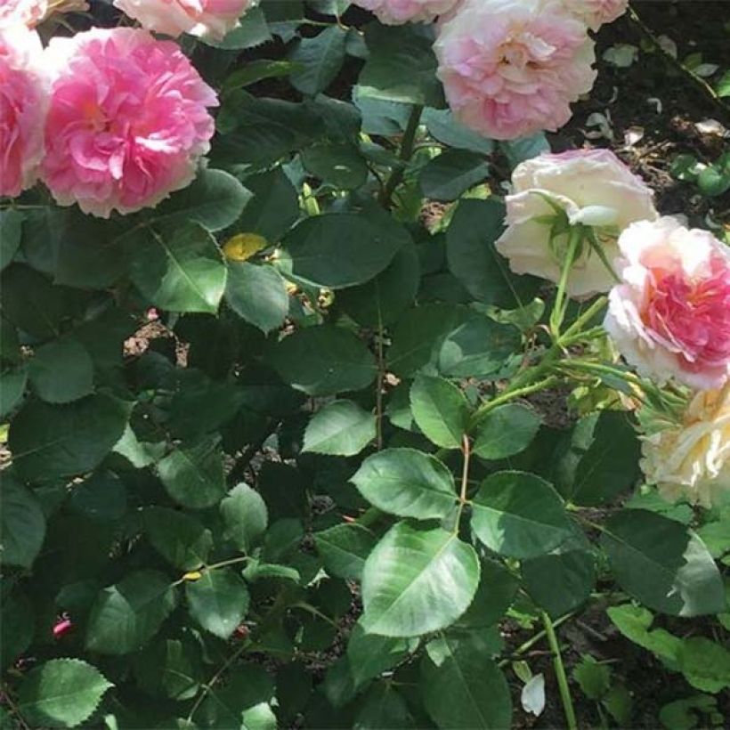 Rosa Agnès B (Foliage)