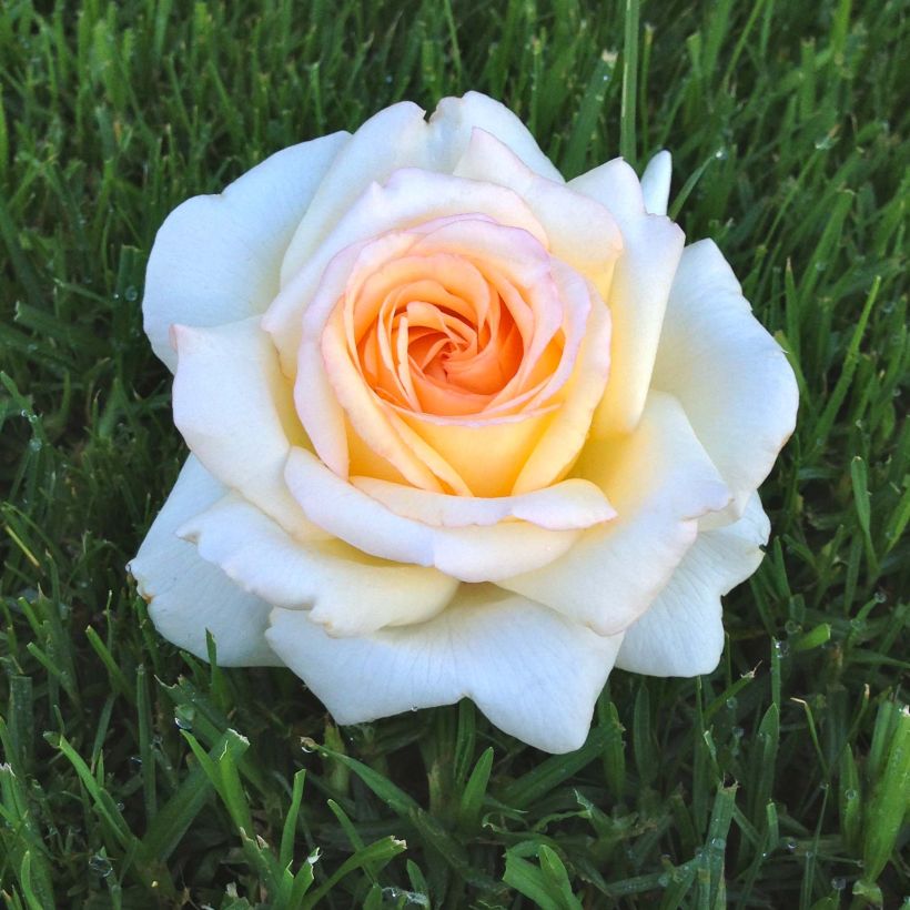 Rosa Anatasia - Hybrid Tea Rose (Flowering)