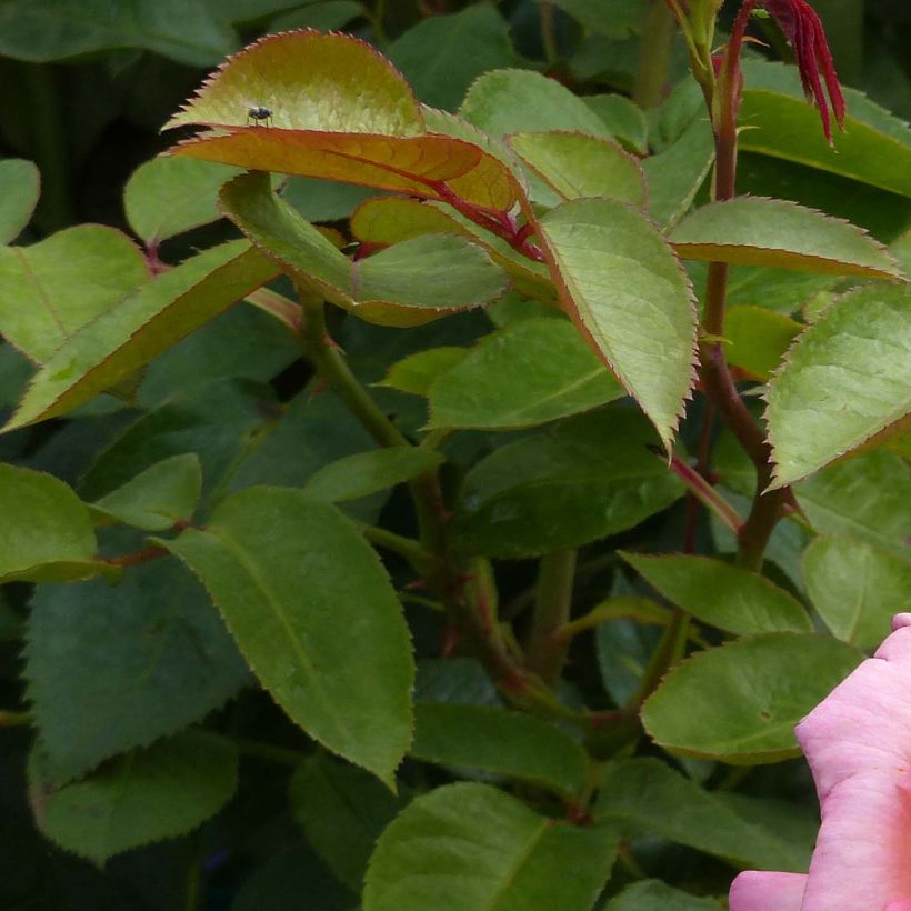 Rosa 'André Eve' - Modern Hybrid Tea Rose (Foliage)
