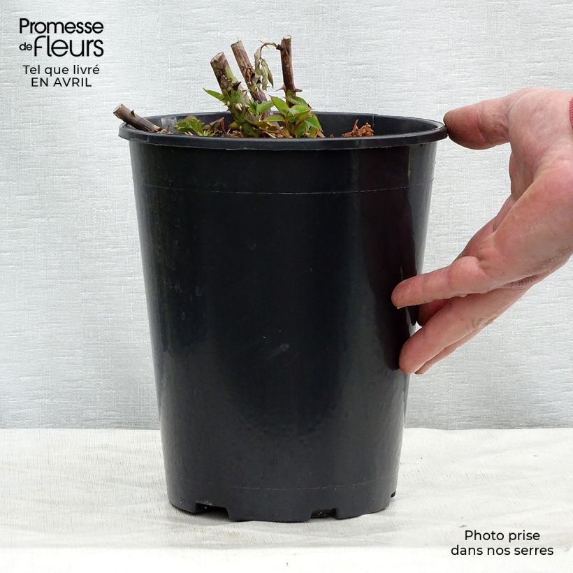 Rosa Annapurna 4L/5L pot sample as delivered in spring