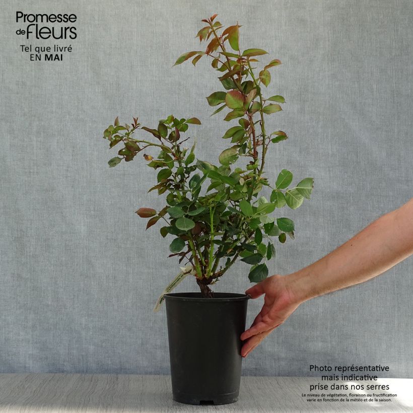 Rosa Anne Vanderlove - Modern Tea Hybrid Rose 4L/5L pot sample as delivered in spring