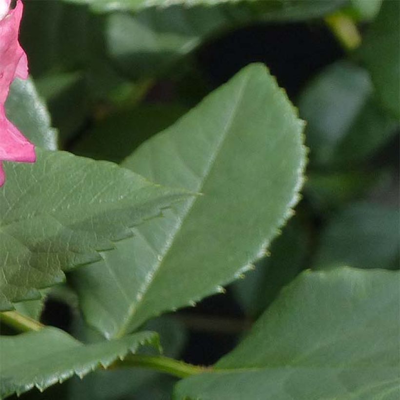 Rosa Augusta Luise (Foliage)