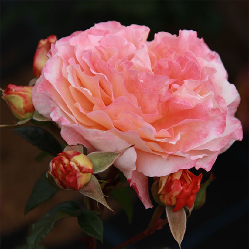 Rosa Augusta Luise (Flowering)
