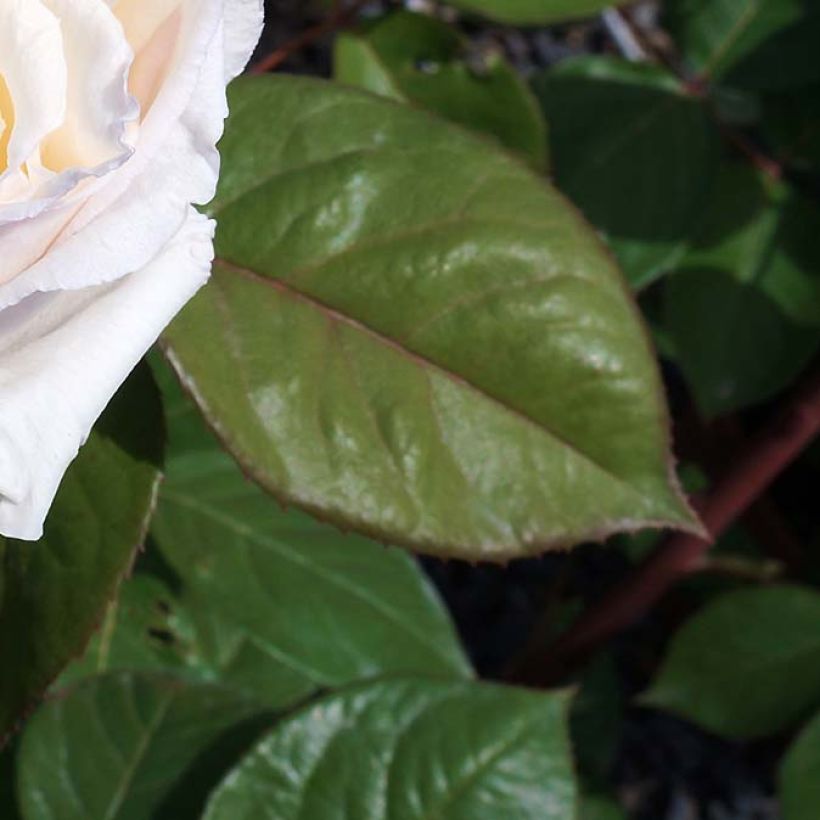 Rosa Baie des Anges - Modern Hybrid Tea Rose (Foliage)