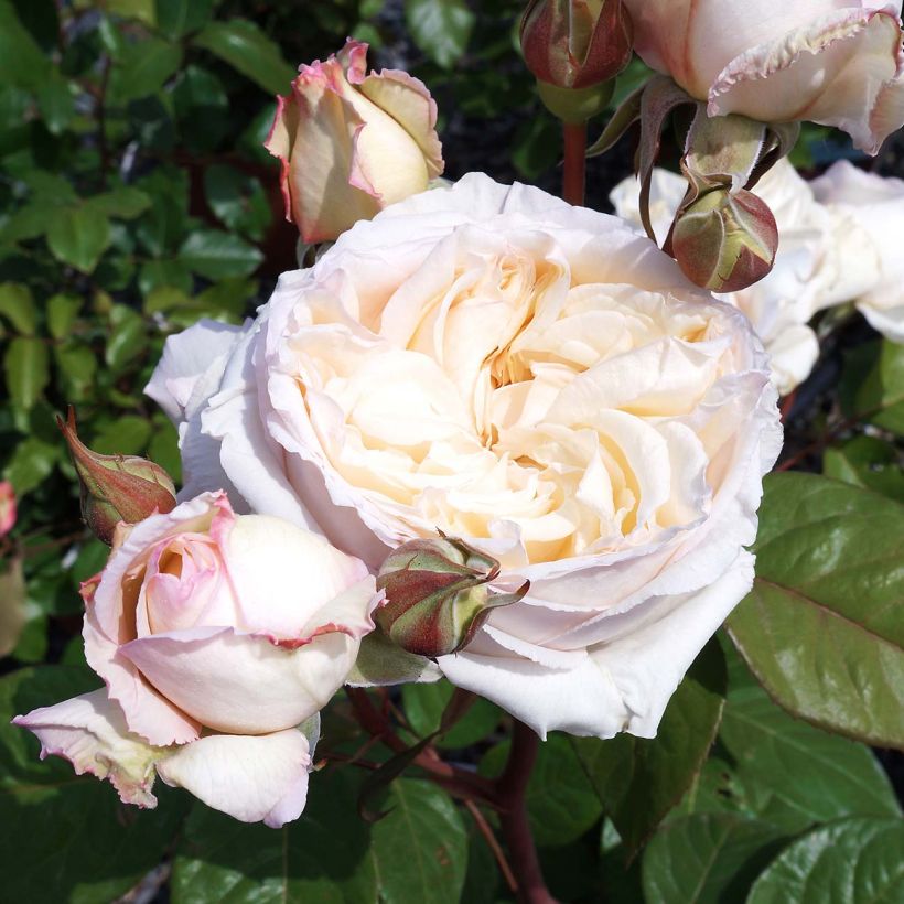 Rosa Baie des Anges - Modern Hybrid Tea Rose (Flowering)