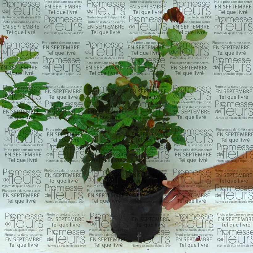Example of Rosa 'Biedermeier' - Hybrid Tea Rose 4L/5L pot specimen as delivered