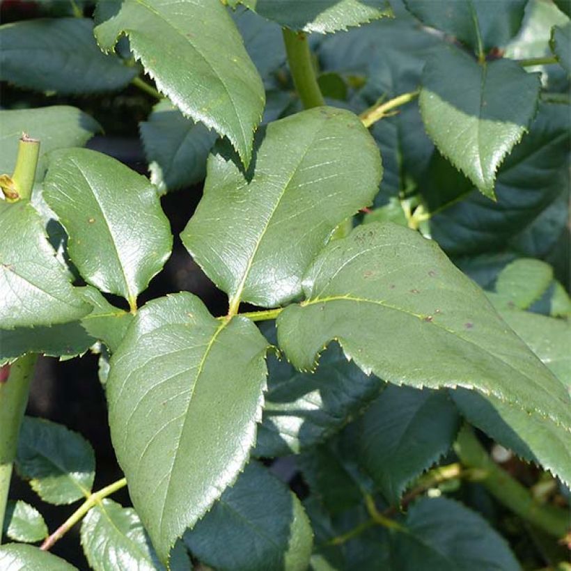 Rosa 'Black Baccara' - Hybrid Tea Rose (Foliage)