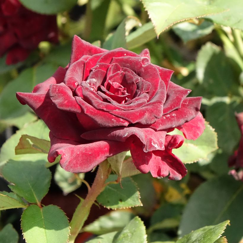Rosa 'Black Baccara' - Hybrid Tea Rose (Flowering)