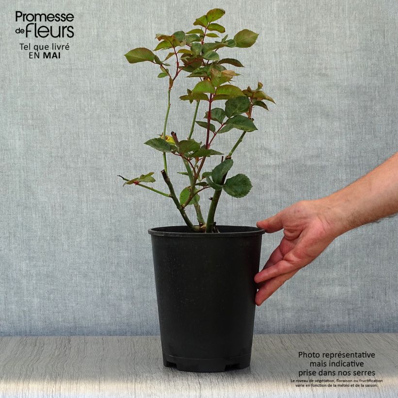 Rosa 'Black Baccara' - Hybrid Tea Rose 4L/5L pot sample as delivered in spring