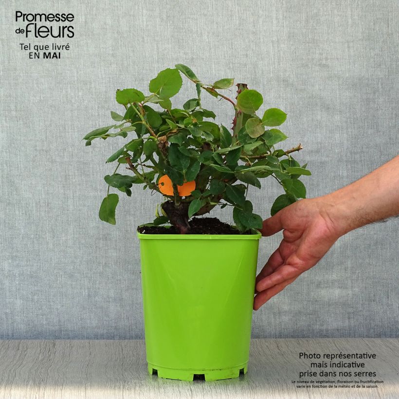 Rosa 'Botero' - Shrub Rose 4L/5L pot sample as delivered in spring