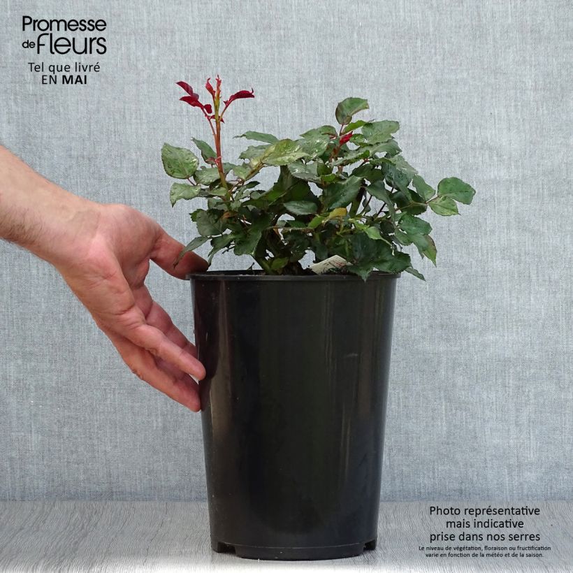 Rosa Broceliande - Hybrid Tea Rose 4L/5L pot sample as delivered in spring