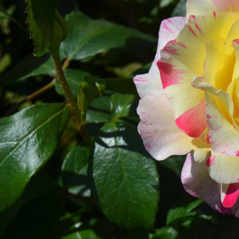Rosa 'Camille Pissarro' - Polyantha Rose (Foliage)