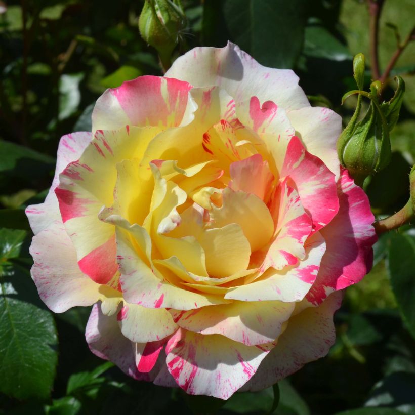 Rosa 'Camille Pissarro' - Polyantha Rose (Flowering)