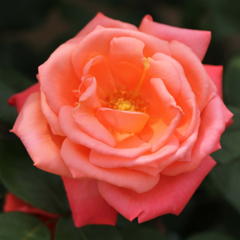 Rosa 'Catherine Deneuve' - Hybrid Tea Rose (Flowering)