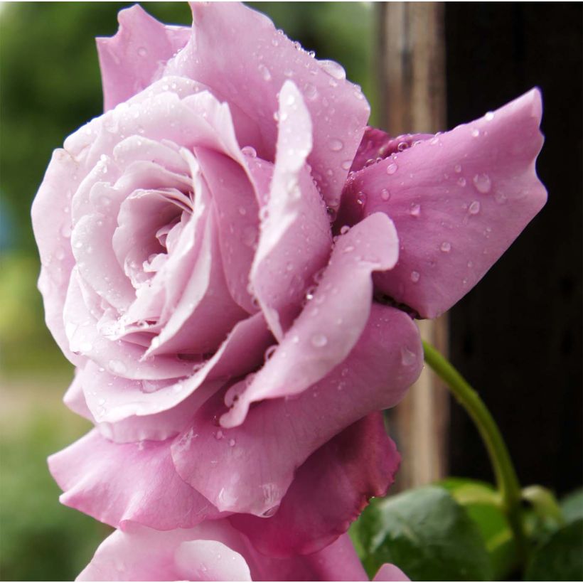 Rosa 'Charles de Gaulle' - Shrub Rose (Flowering)