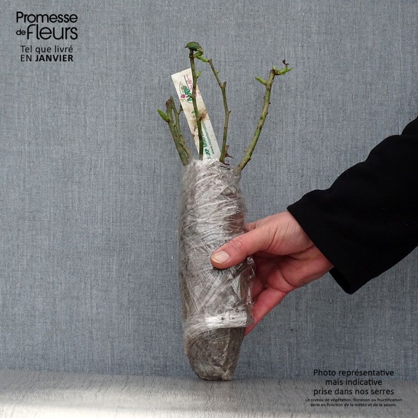 Rosa 'Charles de Gaulle' - Shrub Rose Wrapped bare root sample as delivered in winter