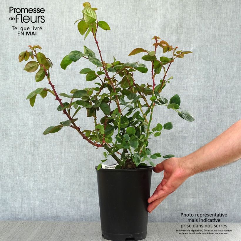 Rosa 'Chartreuse de Parme' - Hybrid Tea Rose 3L/4L pot sample as delivered in spring