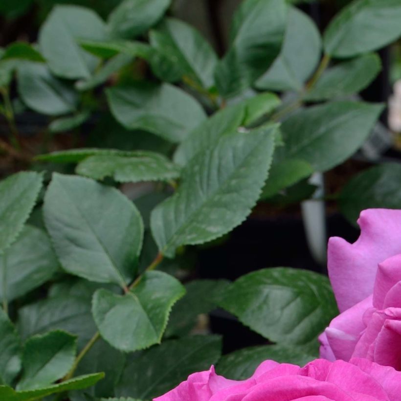 Rosa 'Chartreuse de Parme' - Hybrid Tea Rose (Foliage)