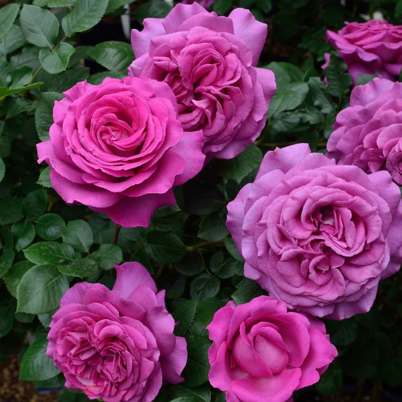 Rosa 'Chartreuse de Parme' - Hybrid Tea Rose (Flowering)
