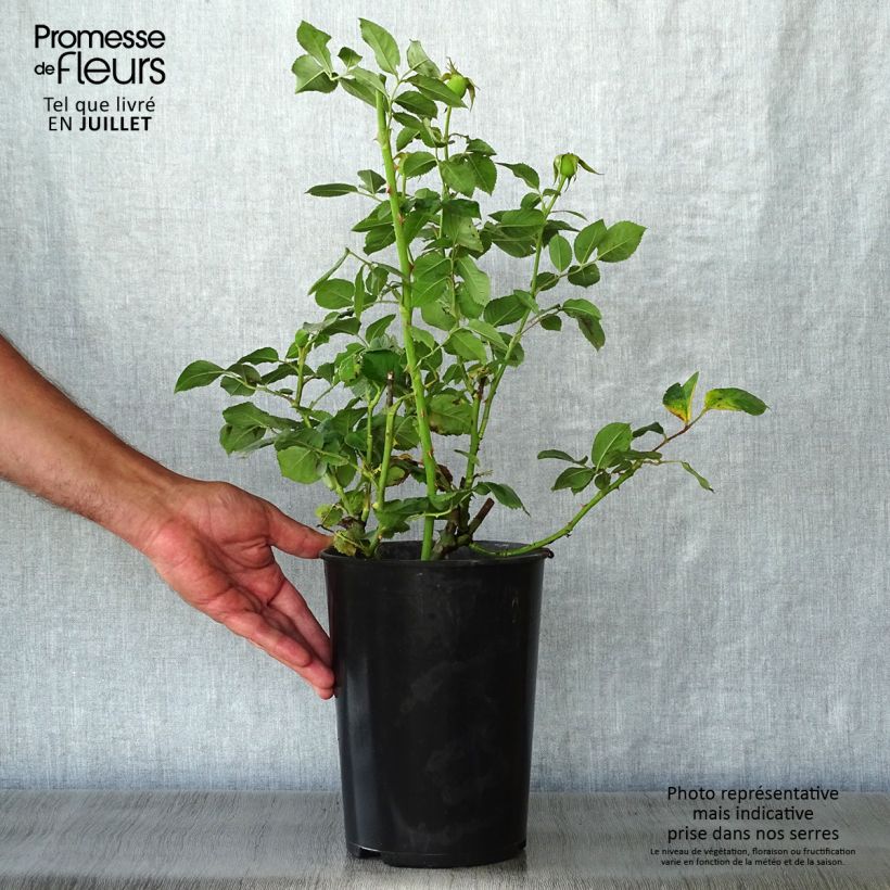 Rosa Renaissance Clair 4L/5L pot sample as delivered in summer