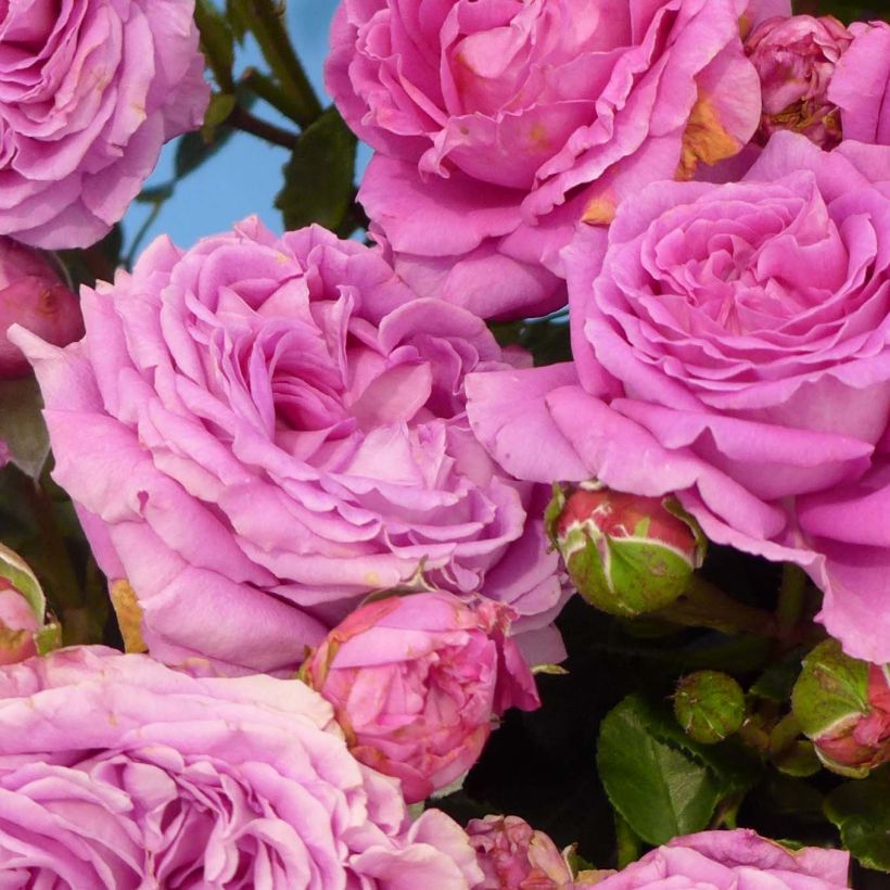 Rosa 'Claire Marshall' - Hybrid Tea Rose  (Flowering)