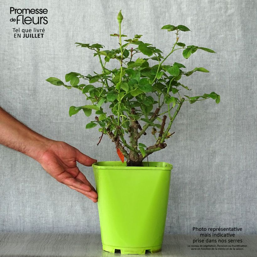 Rosa 'Claude Brasseur' - Hybrid Tea Rose 4L/5L pot sample as delivered in summer