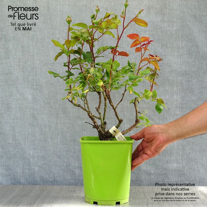 Rosa 'Crazy Fashion' - Hybrid Tea Rose 4L/5L pot sample as delivered in spring