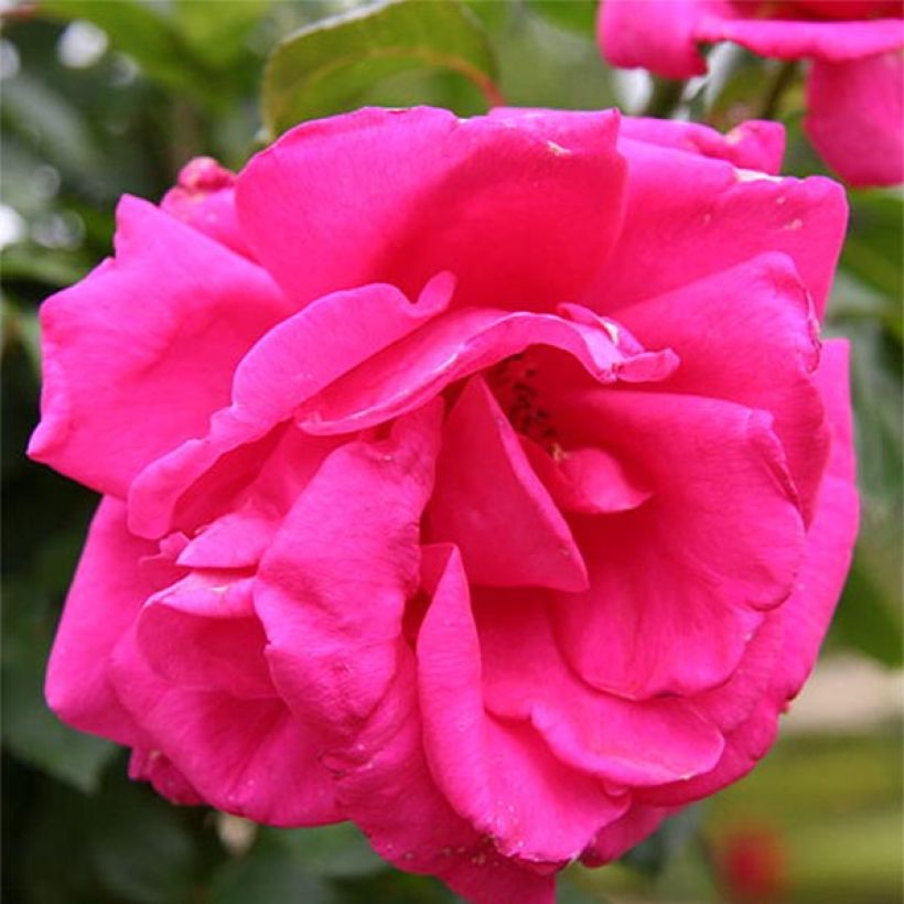 Rosa 'Criterion' - Hybrid Tea Rose (Flowering)