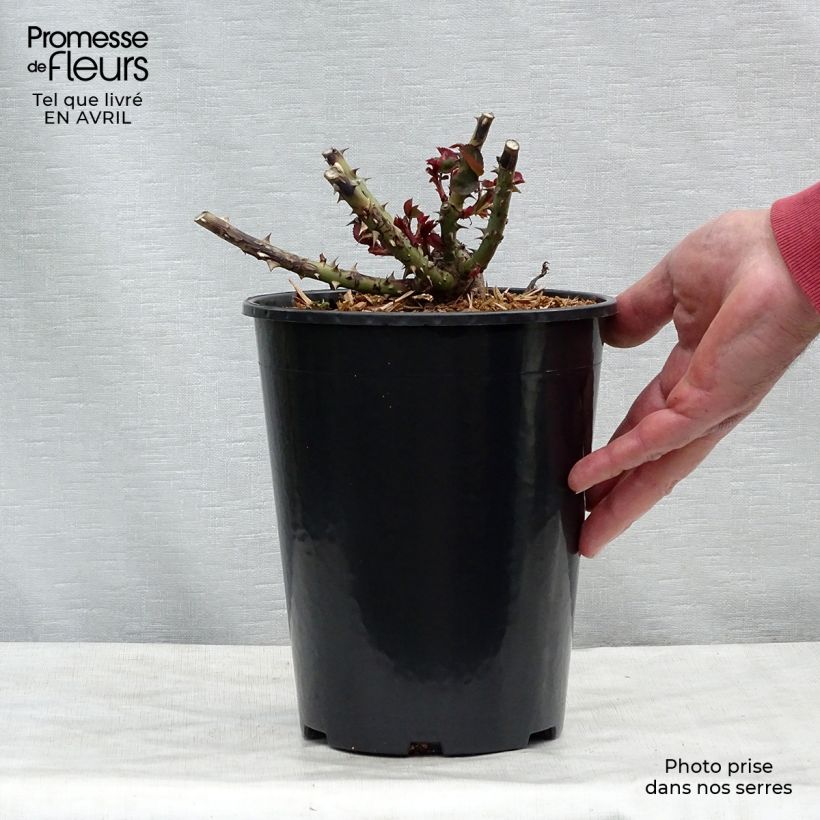 Rosa 'Dame de Coeur' 4L/5L pot sample as delivered in spring