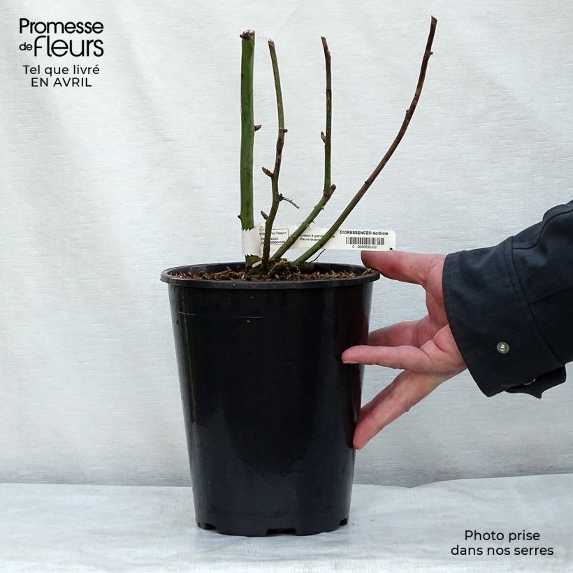 Rosa Dioressence - Hybrid Tea Rose 4L/5L pot sample as delivered in spring
