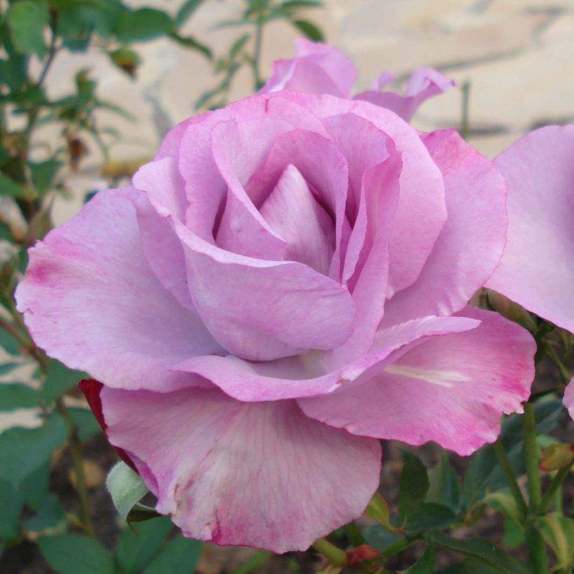 Rosa Dioressence - Hybrid Tea Rose (Flowering)