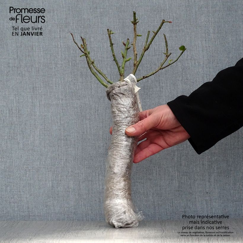 Rosa Domaine de Chantilly - Shrub Rose Wrapped bare root sample as delivered in winter