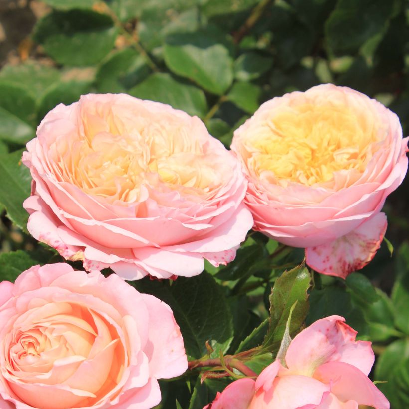 Rosa Domaine de Chantilly - Shrub Rose (Flowering)