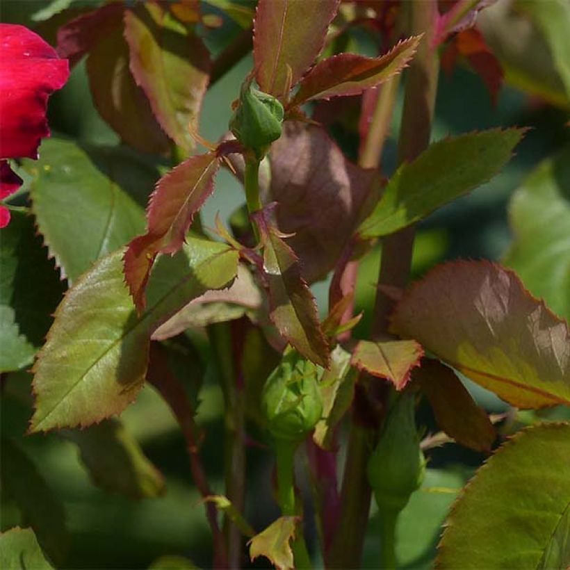 Rosa 'Double Delight' - Shrub Rose (Foliage)
