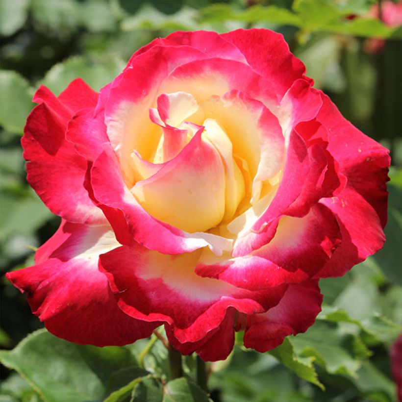 Rosa 'Double Delight' - Shrub Rose (Flowering)